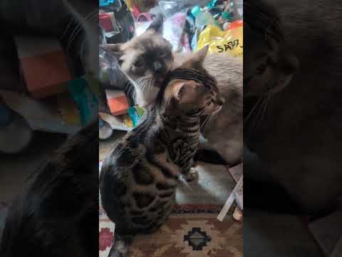 ベンガル猫シャム猫shorts funny cat猫ミャク子ガッツくん