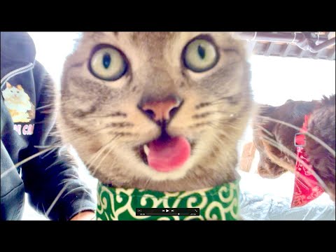 朝9時｜99%眠くなる😴 Cat ASMR Wood Balls 🐱 Live from Japan サムネイル