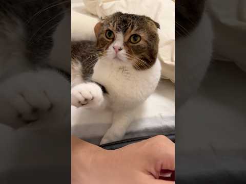 ねぇねぇ…なでて… ぽこ太郎 猫 猫のいる暮らし サムネイル