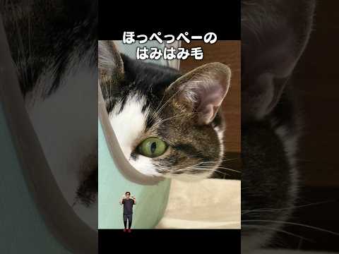 「ほっぺのハミ毛」猫あるある|フルはApple Musicほか音楽アプリへ サムネイル