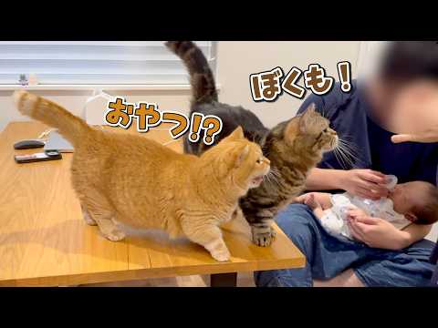 赤ちゃんのお世話をしていると集まってくる猫たちが可愛すぎる！