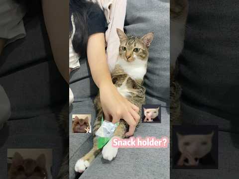 猫がスナックホルダーに大変身！最新のトレンド動画
