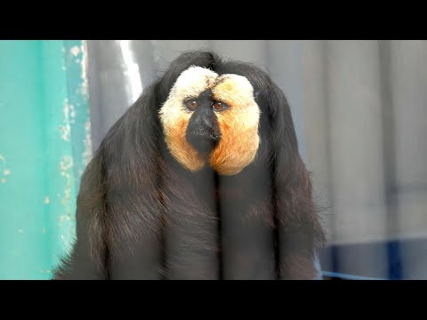 日本モンキーセンター　モンキー・マジック　202512