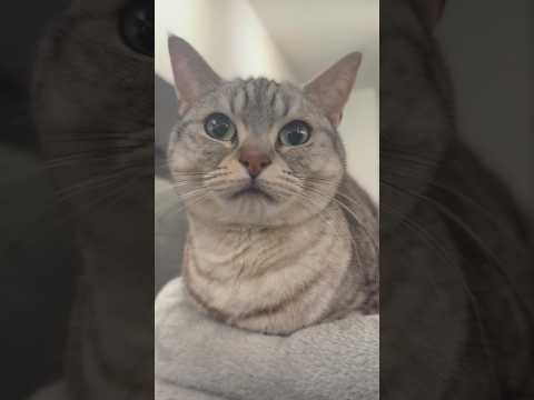 2025年のマンチカンまとめ!! cat 猫 サムネイル