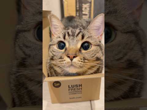 箱入り娘(猫)、可愛すぎて人間を魅了する...www cat 猫 サムネイル