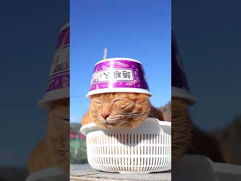 日清麺職人 濃いだし 煮干し醤油　260301　のせ猫　 cat　 cute　 ねこ　 ネコ　 猫のいる暮らし　 猫… サムネイル