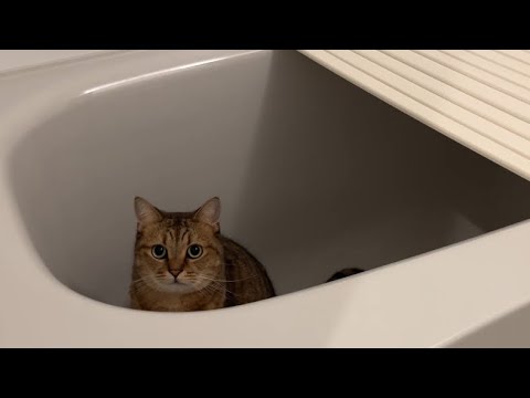 お風呂の浴槽から出てこない猫をおやつで釣ってみた結果… サムネイル