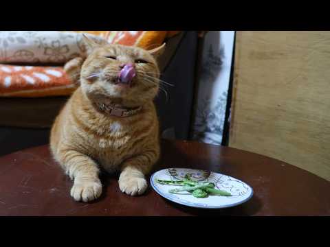 ちゃぶ台の上のこごみのマヨネーズ和え　260509 サムネイル