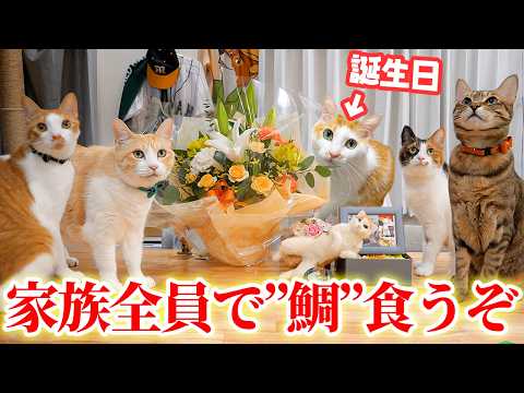 ニックの誕生日だし大好きだった鯛を猫たち全員で食べたかったんだけど…。