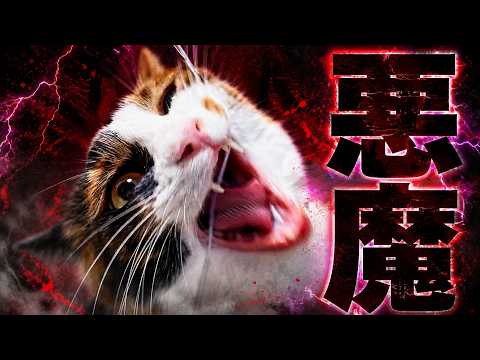 手術を頑張ったはずのベルちゃんが悪魔になってしまった…