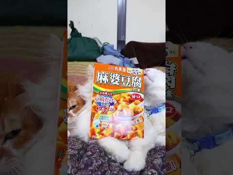 麻婆豆腐の素＜甘口＞　260522　 cat のせ猫 kitty　 麻婆豆腐の素 ネコ cute　 麻婆豆腐 kitt…