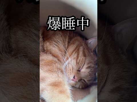 爆睡中 ねこ お昼寝 cat アメリカンショートヘア 猫タワー れん サムネイル