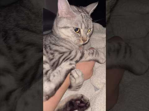 【猫動画】寝苦しくて目を覚ますと猫が巻き付いてた...笑 shorts cat