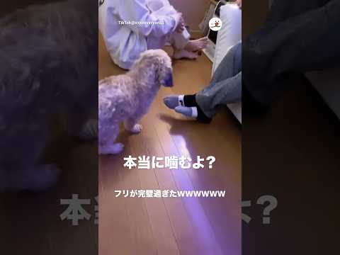 ふりを分かってるワンコ｜PECO サムネイル