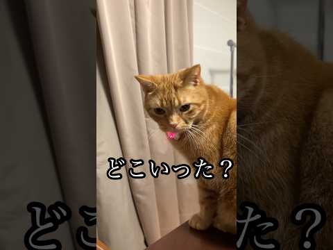 どこいった？ ねこ cat アメショ 首輪 ポインター れん サムネイル