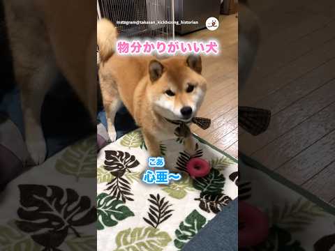 物分かりがいい柴犬さん｜PECO サムネイル