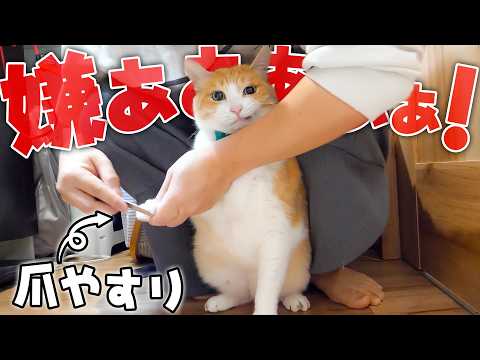 自分で毛繕いすることを諦めてるロビンを捕まえて、徹底的にピカピカにします。