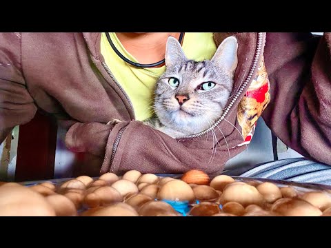 Deep Relax ASMR｜Cat Purring & Wooden Balls【live】 サムネイル
