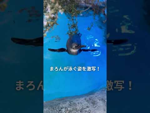 【ケープペンギン】泳ぐ「まろん」を激写‼【サンシャイン水族館】shorts 水族館 サムネイル