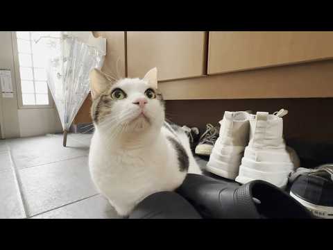 情熱大陸風に猫目線で豆大福を追いかけてみた