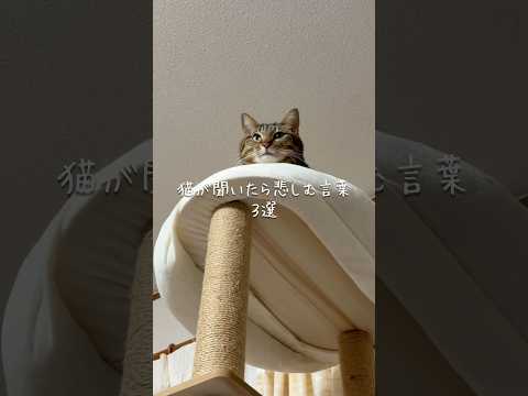 猫が聞いたら悲しむ言葉3選 猫 ねこ 猫のいる暮らし 猫好きさんと繋がりたい 猫動画 猫のいる生活 猫好き ねこ動画… サムネイル