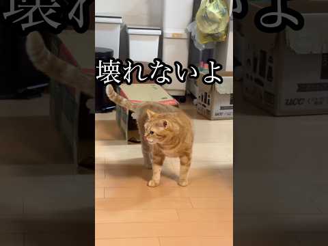 壊れないよ 猫 cat アメショ 破壊王 うめ サムネイル