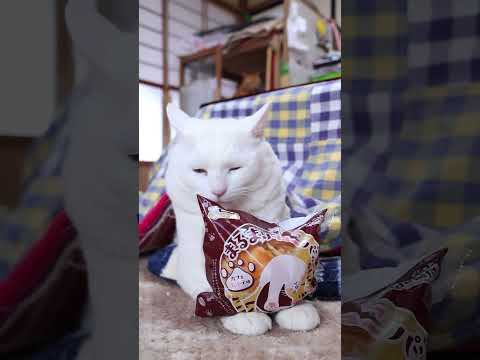 まるまりねこパン ホイップサンド　260223　のせ猫　 cat cute kitty　 kitten cutecat… サムネイル