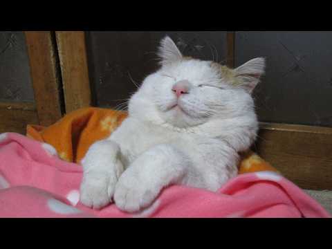 うずまきLIVE配信？　放置？　　2026年7月5日