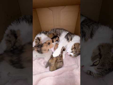 生後6日目の赤ちゃん猫👶 サムネイル
