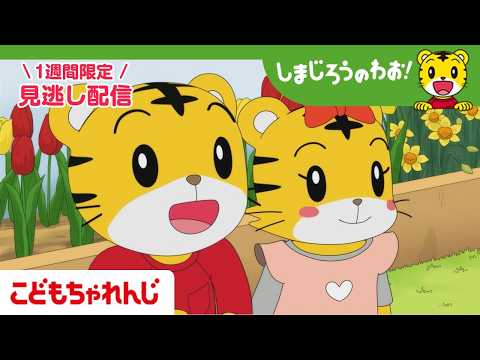 【見逃し配信】テレビ番組「しまじろうのわお！」 4月18日放送 ｜みつばち すごい！｜720【しまじろうチャンネル公式】 サムネイル