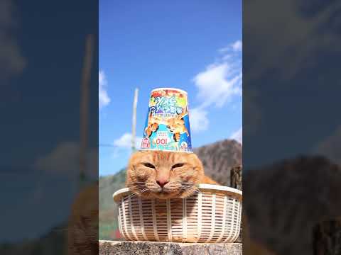 日本相撲協会監修 鶏塩ちゃんこ味うどん　260424　のせ猫　カップ麺  cat　 cute　 kitty　ねこ　ちゃ… サムネイル