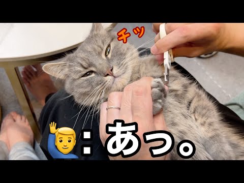 爪切り嫌いな猫でも機嫌いい時なら切れる？本気で挑んだら途中でバレた サムネイル