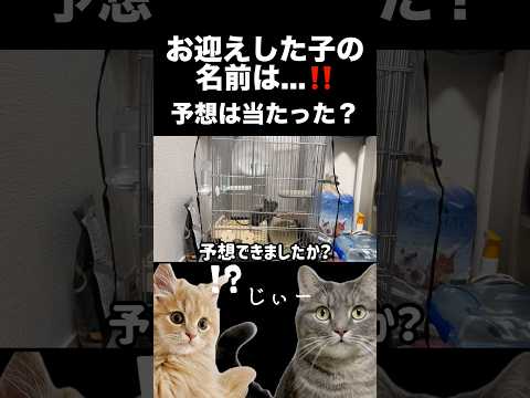 【続報】小さな命の名前が決まりました shorts 猫 猫好きさんと繋がりたい サムネイル