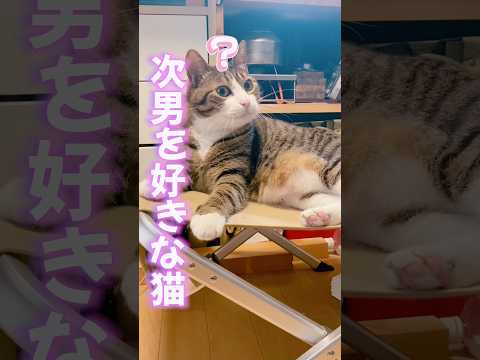 次男を好きな猫母ちゃんにはドS猫catsshorts 球太
