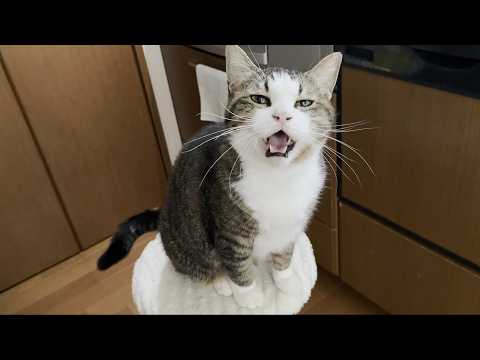 いつも話しかけてくれるお喋り好きな猫