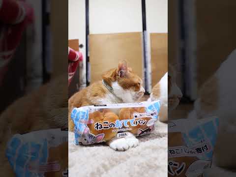 ねこのおててパン ツニャ味　260221　のせ猫　 cat cute 猫のいる暮らし　 kitten　 ねこ　 ネコ… サムネイル