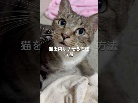 猫を楽しませる方法3選 猫 ねこ 猫のいる暮らし ねこのいる生活 保護猫 猫好きさんと繋がりたい 猫動画 雑学 豆知識…