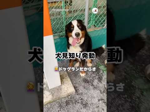 ドッグランで走らない愛犬|PECO