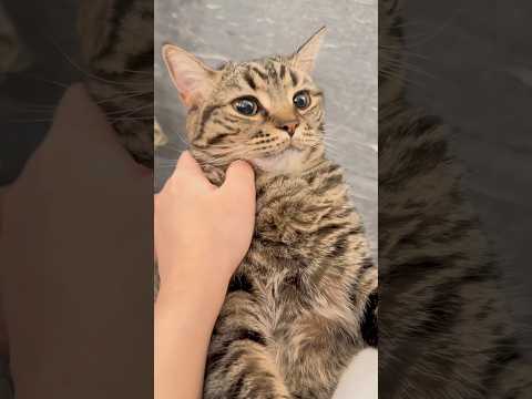 もふもふ猫と、歓喜する主たちwww cat 猫 サムネイル