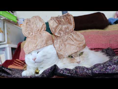 アームカバー　のせ猫　 　260328 サムネイル