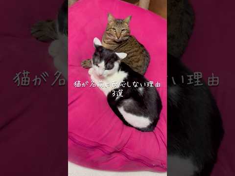 猫が名前に反応しない理由3選 猫 ねこ 猫のいる暮らし 保護猫 猫好きさんと繋がりたい 猫動画 ねこのいる生活 雑学… サムネイル