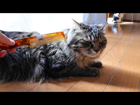 クロブラッシング　260602 サムネイル