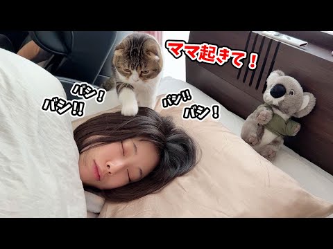 絶対ママを起こす猫VS絶対ベッドから出たくないママの戦いの結末がまさかのこうなった…w