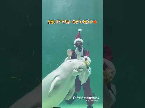 12/24,25は水槽にサンタダイバーがやってきましたよ🎅🏻🎁　鳥羽水族館 ジュゴン クリスマス プレゼント chri… サムネイル