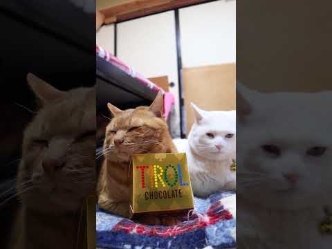 ビッグチロル〈ゴールド〉　260214　のせ猫　 のせ猫 cat cute　 ネコ 猫のいる暮らし cutecat… サムネイル