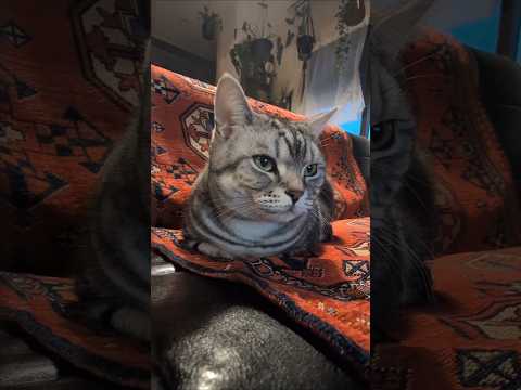 アメショーのラッテ アメショ アメリカンショートヘア 猫と暮らす家猫との暮らし猫 サムネイル