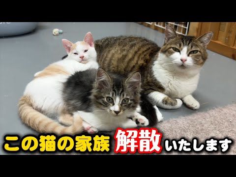 猫家族の今後について大切なお話があります