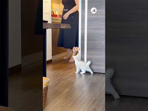 ママを驚かせようとする猫｜PECO サムネイル