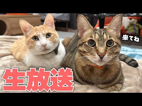 【生放送】猫たちが消えちゃわないように祈りながら生放送します！【オフ会前日だ！】 サムネイル