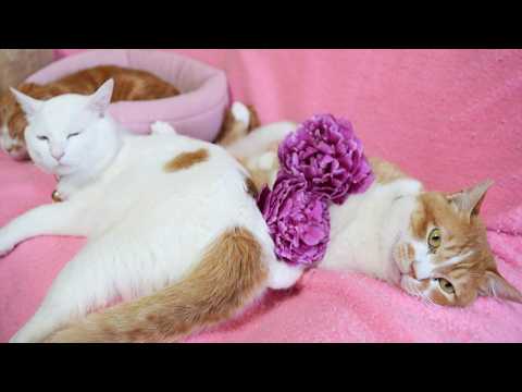 芍薬 のせ猫 260622